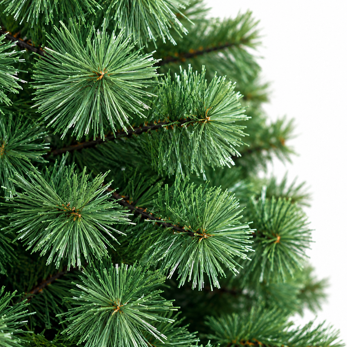 Sapin des Vosges aiguilles longues 6 tailles | L'Atelier Enchanté